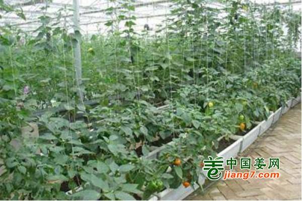 常德大力打造優質蔬菜種植基地 ()