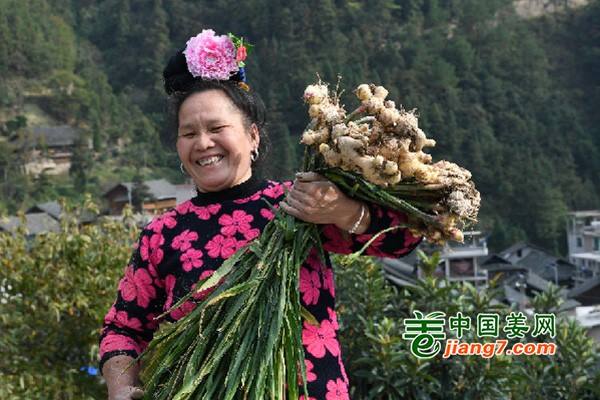 貴州臺江：生姜種植助農增收 ()