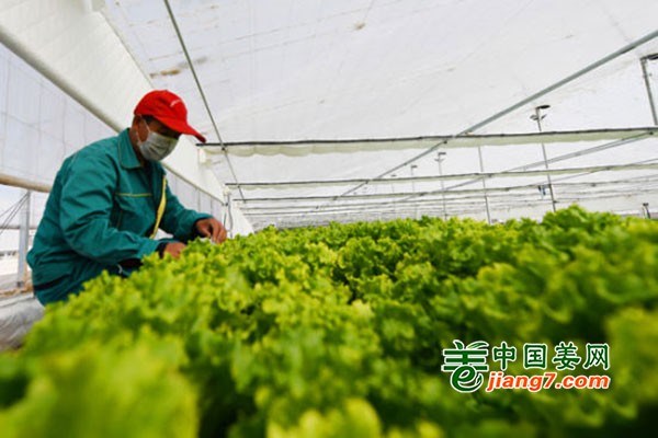 蘭州新區：大力發展水培蔬菜 打造穩產快銷食品基地 ()