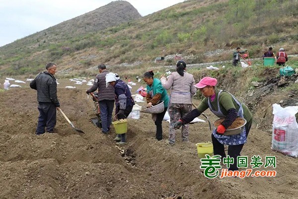 貴州關嶺：小黃姜春耕種植進行中 ()