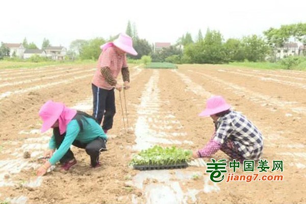 常德漢壽縣：流轉土地建基地 蔬菜產業助增收 ()