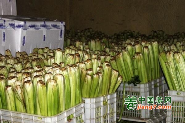 蔬菜產業支撐、推進鄉村振興 ()