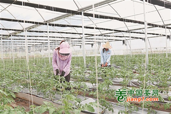 福建屏南：新型蔬菜產業 新的致富之路 ()