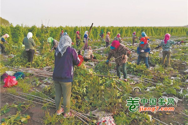 東北五常：擴菜減糧 發展致富路 ()