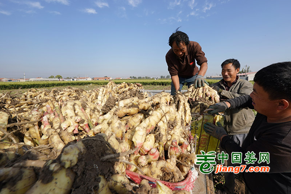 河北豐潤：萬畝生姜喜獲豐收 ()