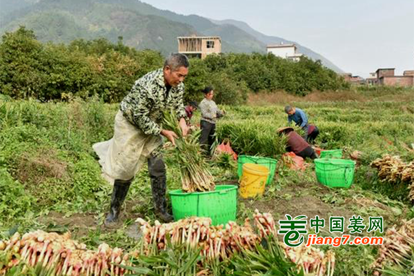 湖南永州：生姜采收忙 農民豐收喜  　 ()