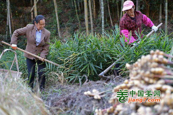 江西贛州：生姜豐收 助民增收致富 ()