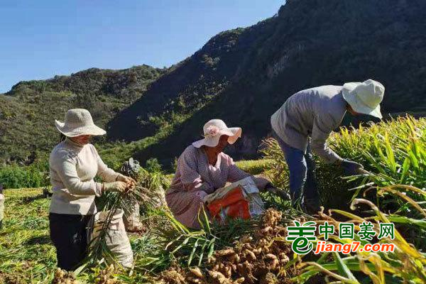 云南曲靖：助力產業升溫 確保群眾發“姜”財 ()