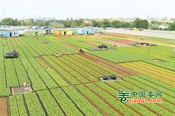 海口：蔬菜基地長勢好 ()