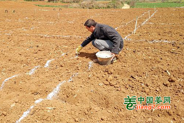 六盤水：生姜示范項目開始種植 ()