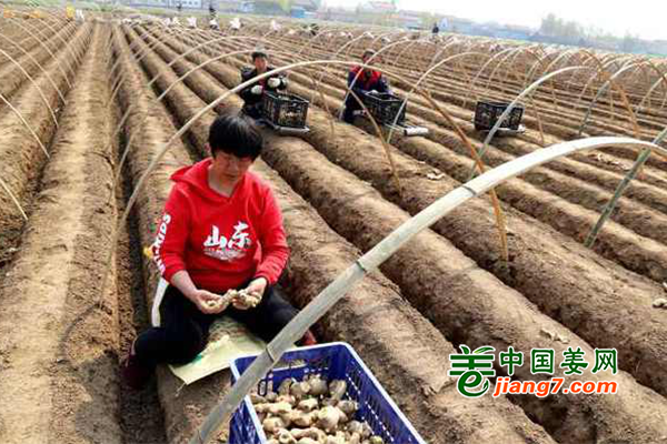 鄒平市生姜產業助增收 ()