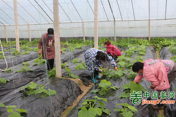 江西銀河鎮：萬畝蔬菜供應南方市場 ()