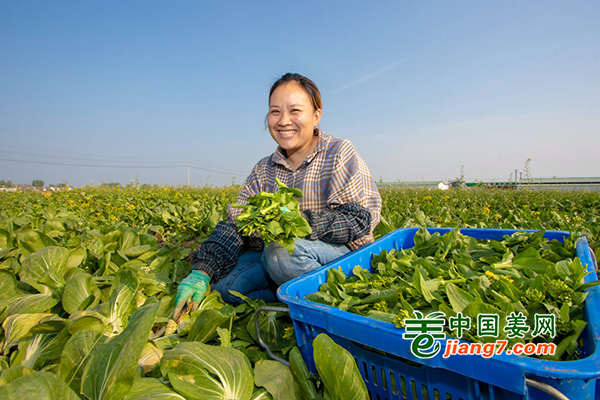 河南柘城：千畝蔬菜采摘忙 ()