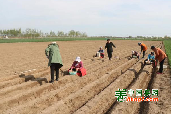 山東臨邑：生姜項目種植忙 ()