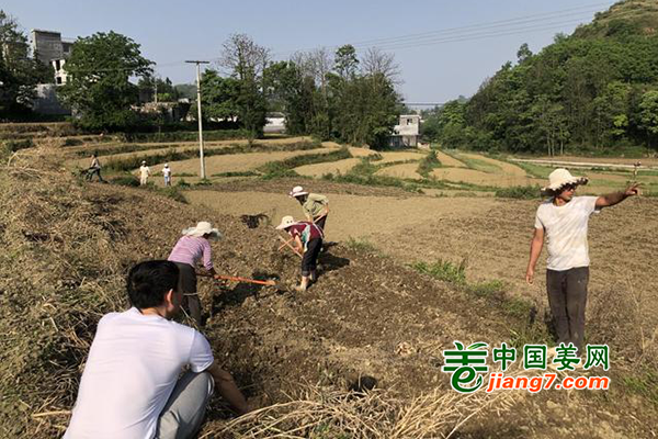 貴州興仁：百畝生姜種植忙 ()