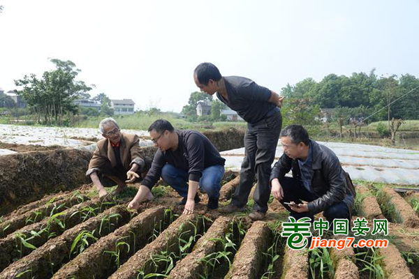 重慶榮昌：兩千畝生姜長勢喜人 ()