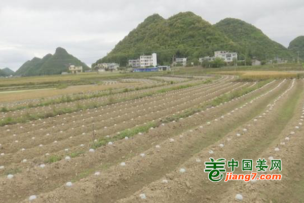 貴州安龍縣：烤煙+蔬菜助力鄉村振興 ()