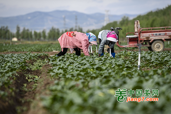 寧夏：萬畝冷涼蔬菜收獲忙 ()