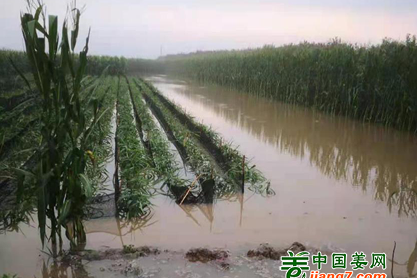 暴雨襲擊 姜地受災 ()