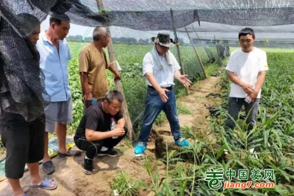 中國姜網生姜基地調研--走進河南 ()