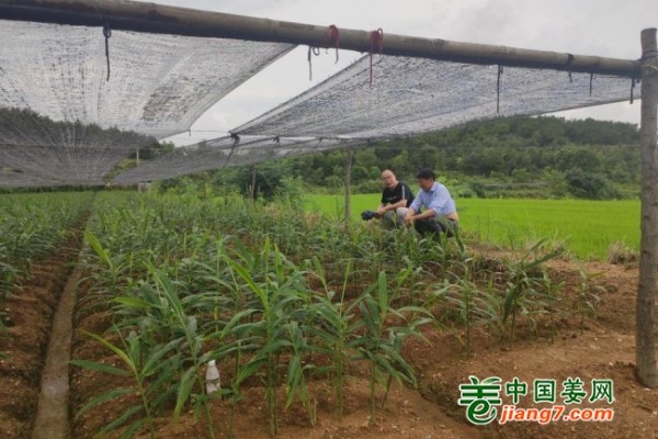 中國姜網基地調研--湖北、安徽 ()