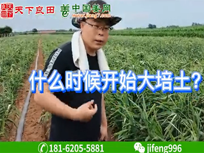 生姜什么時候開始大培上？ ()