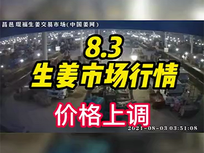 8月3日 昌邑生姜交易實況（價格上調） ()