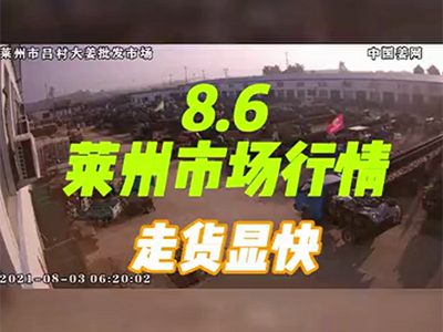 8月6日 萊州生姜交易實況（走貨顯快） ()