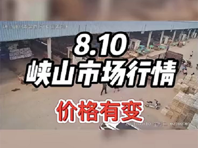 8月10日 峽山生姜交易實況（價格下滑） ()