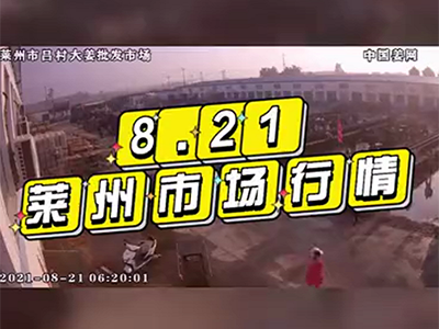 8月21日 萊州生姜交易實況（行情平穩） ()