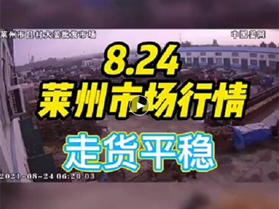 8月24日 萊州生姜交易實況（走貨平穩） ()