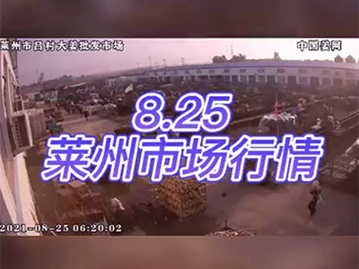 8月25日 萊州生姜交易實況（價格偏弱） ()