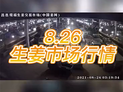 8月26日 昌邑生姜交易實況（行情偏弱） ()