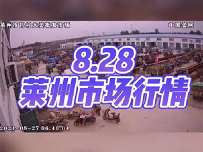 8月27日 萊州生姜交易實況（行情平穩） ()