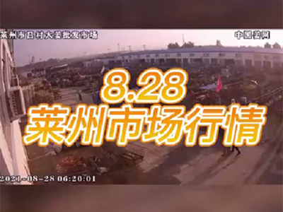 8月28日 萊州生姜交易實況（價格上浮） ()