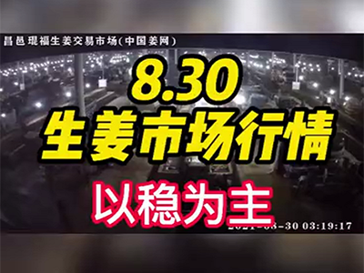 8月30日 昌邑生姜交易實況（以穩為主） ()