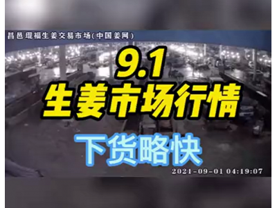 9月1日 昌邑生姜交易實況（下貨略快） ()