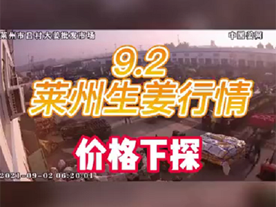 9月2日 萊州生姜交易實況（價格下探） ()