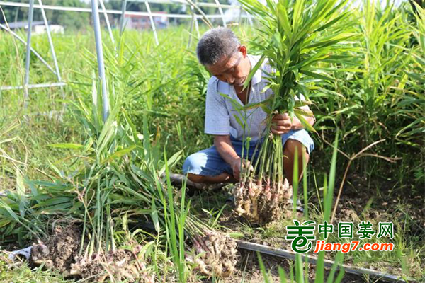 四川開江：生姜助力鄉村振興 ()