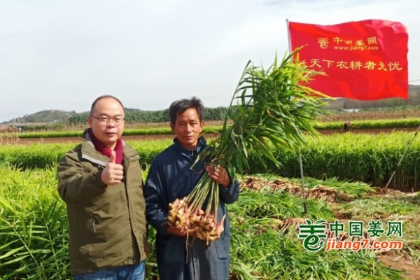 山東萊蕪 青州生態生姜基地測產簡記 ()