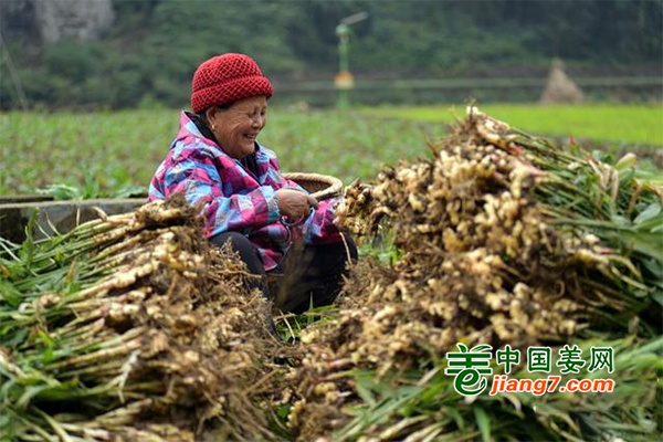 湖南吉首市：金秋時節收姜忙 ()