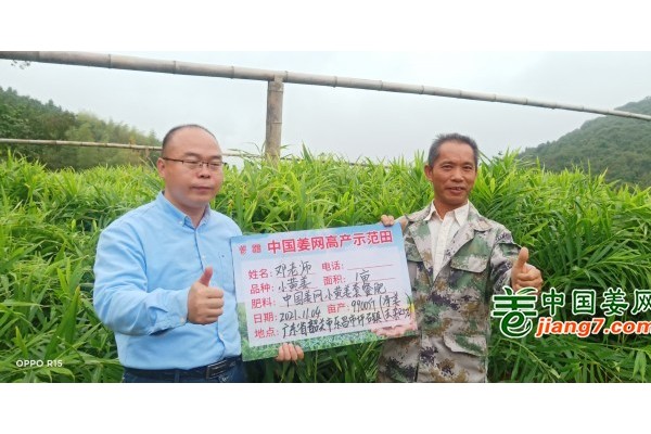 廣東韶關生態小黃姜示范田測產簡記 ()