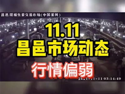 11月11日 昌邑生姜交易實況（行情偏弱） ()