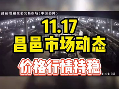 11月17日 昌邑生姜交易實況（價格持穩） ()