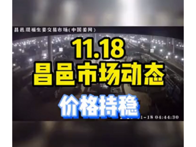 11月18日 昌邑生姜交易實況（價格持穩） ()