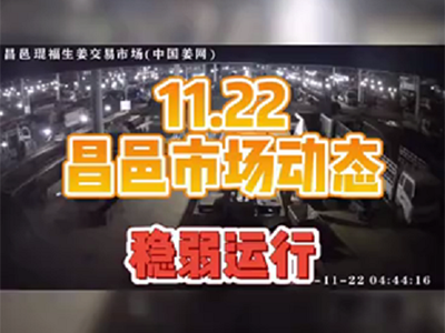 11月22日 昌邑生姜交易實況（行情穩弱） ()