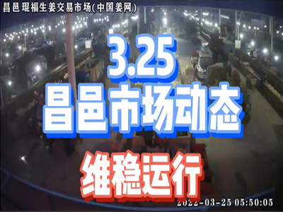 3月25日 昌邑生姜交易實況（行情維穩） ()