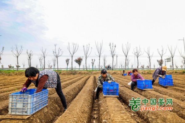 湖北南漳：生姜種植春耕忙 ()