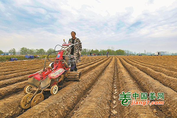 湖北襄陽：生姜助力鄉村振興 ()