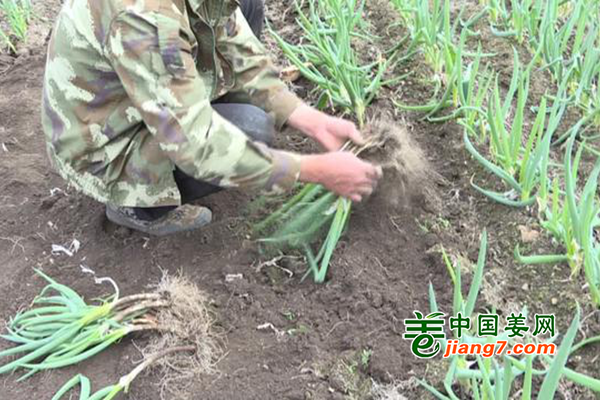 撫松顯：大棚蔬菜爭“鮮”上市 ()